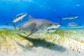 "Tiger Time" - Tiger Beach, The Bahamas (Tiger Shark)