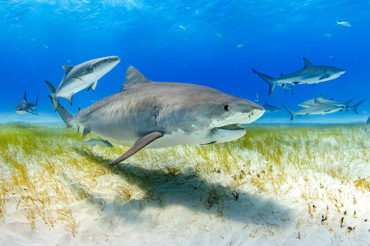 "Tiger Time" - Tiger Beach, The Bahamas (Tiger Shark)