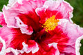 "Endless Bliss" (Hibiscus)