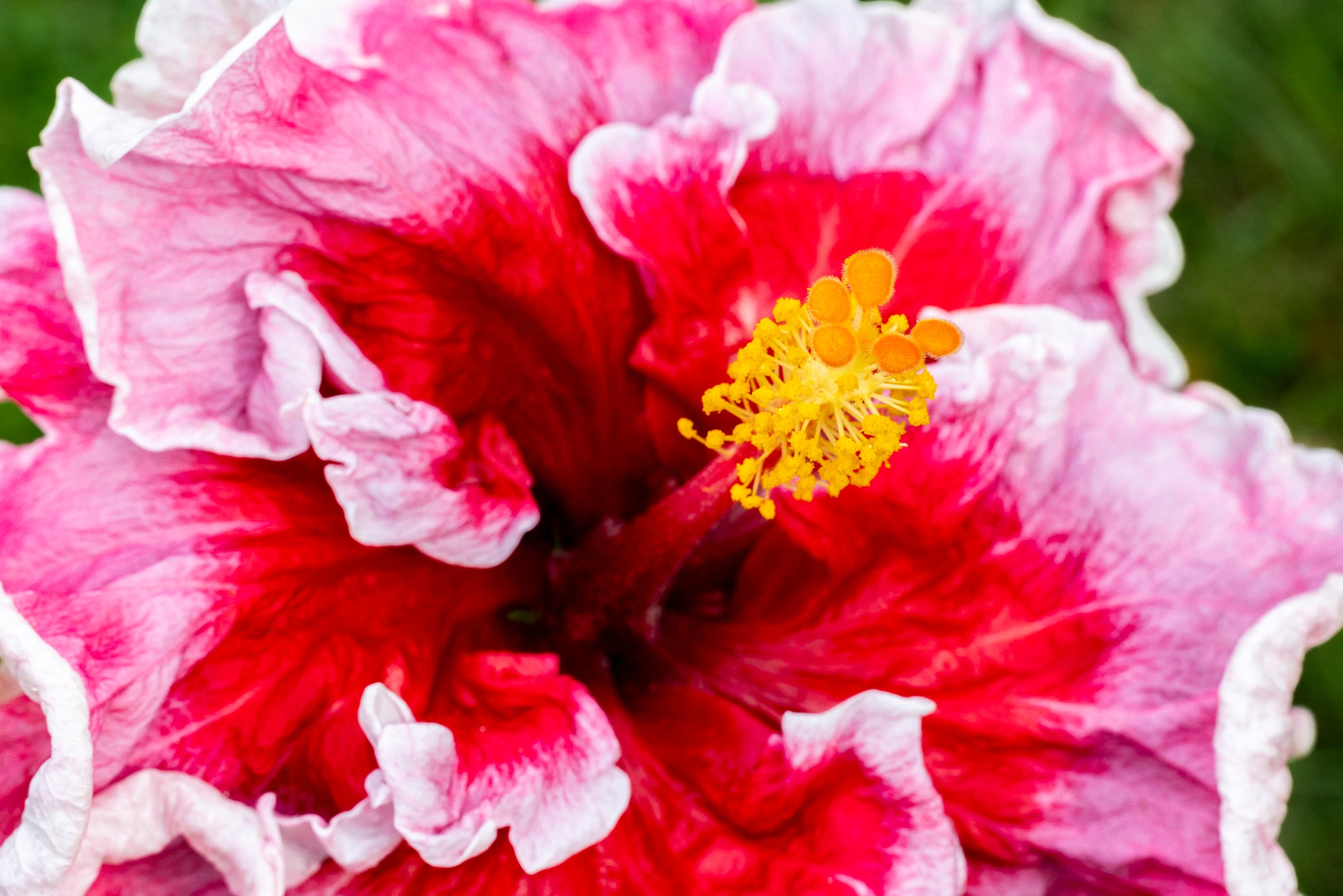 "Endless Bliss" (Hibiscus)