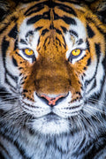 "EoT" - Columbus, Ohio (Tiger)