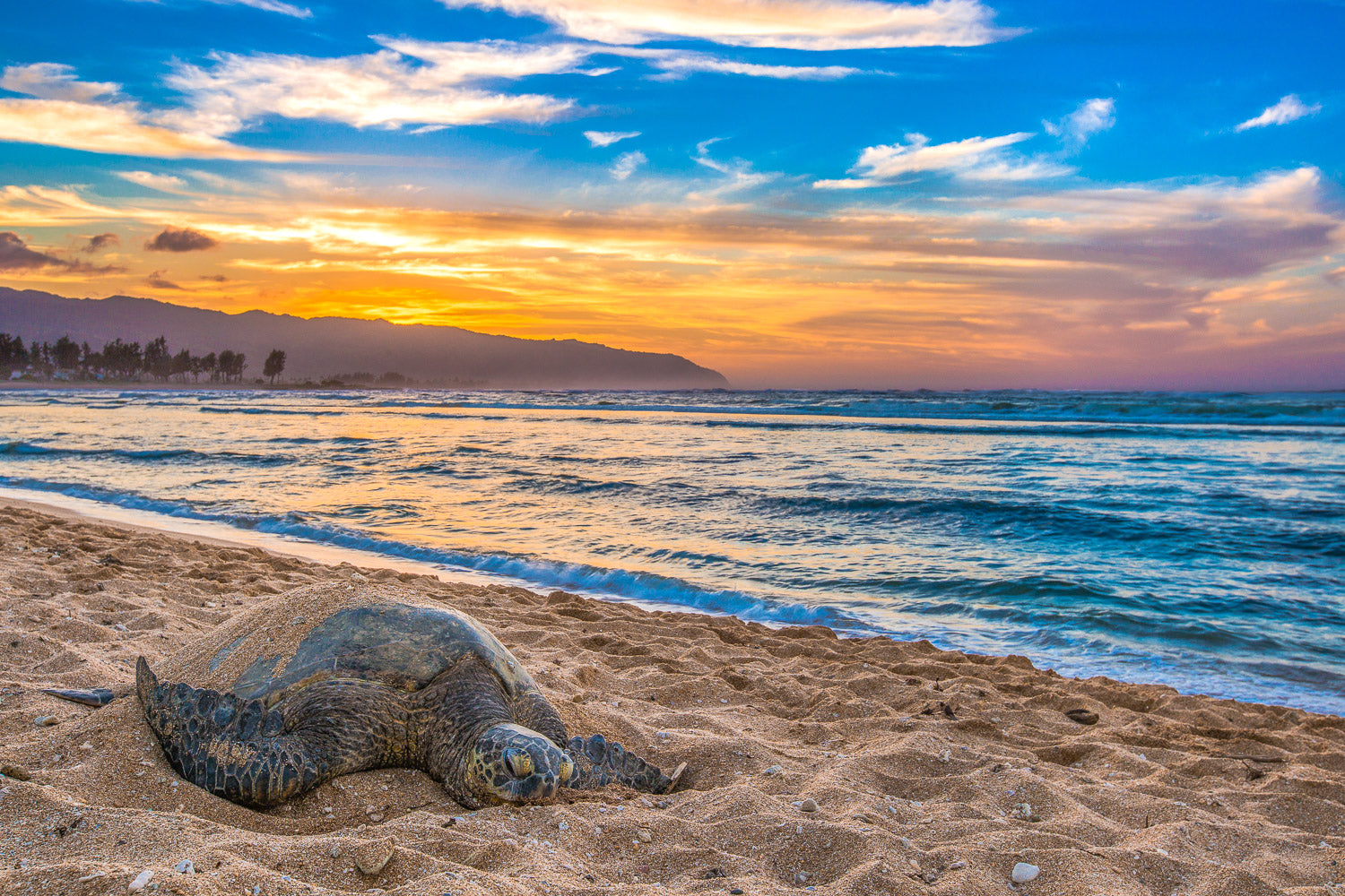 "FaceTime" - Haleiwa, Oahu