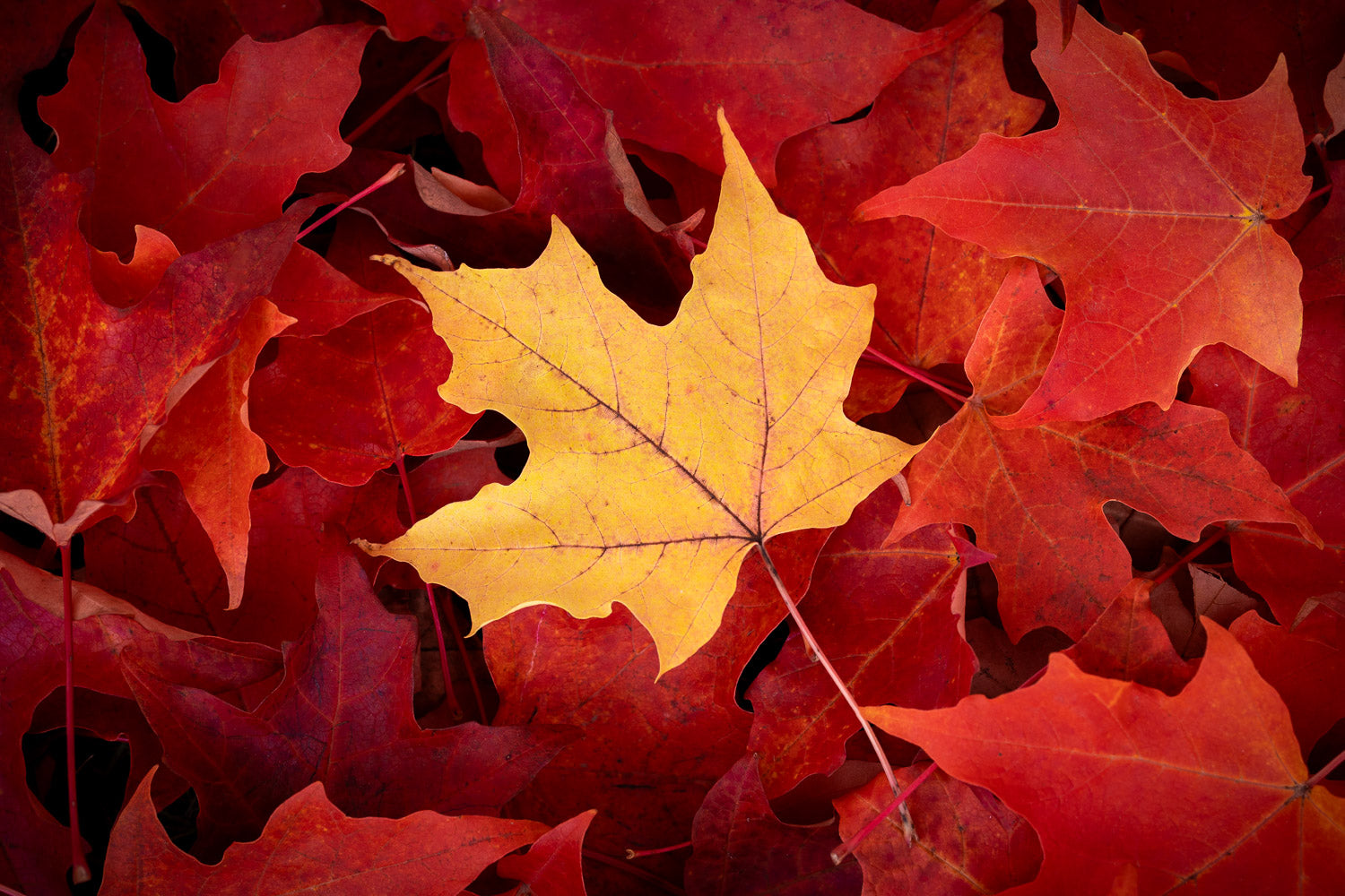 "Fall Bliss" - Issaquah, Washington