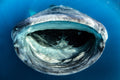 "Feed Me!" - Isla Mujeres, Mexico (Whale Shark)