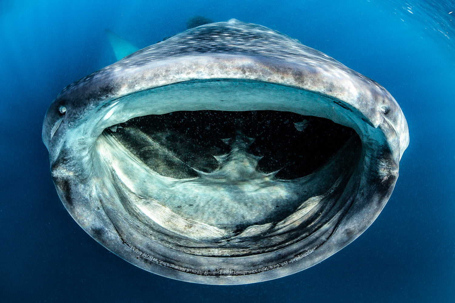 "Feed Me!" - Isla Mujeres, Mexico (Whale Shark)