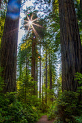"Feeling Small" - Redwood National Park, California