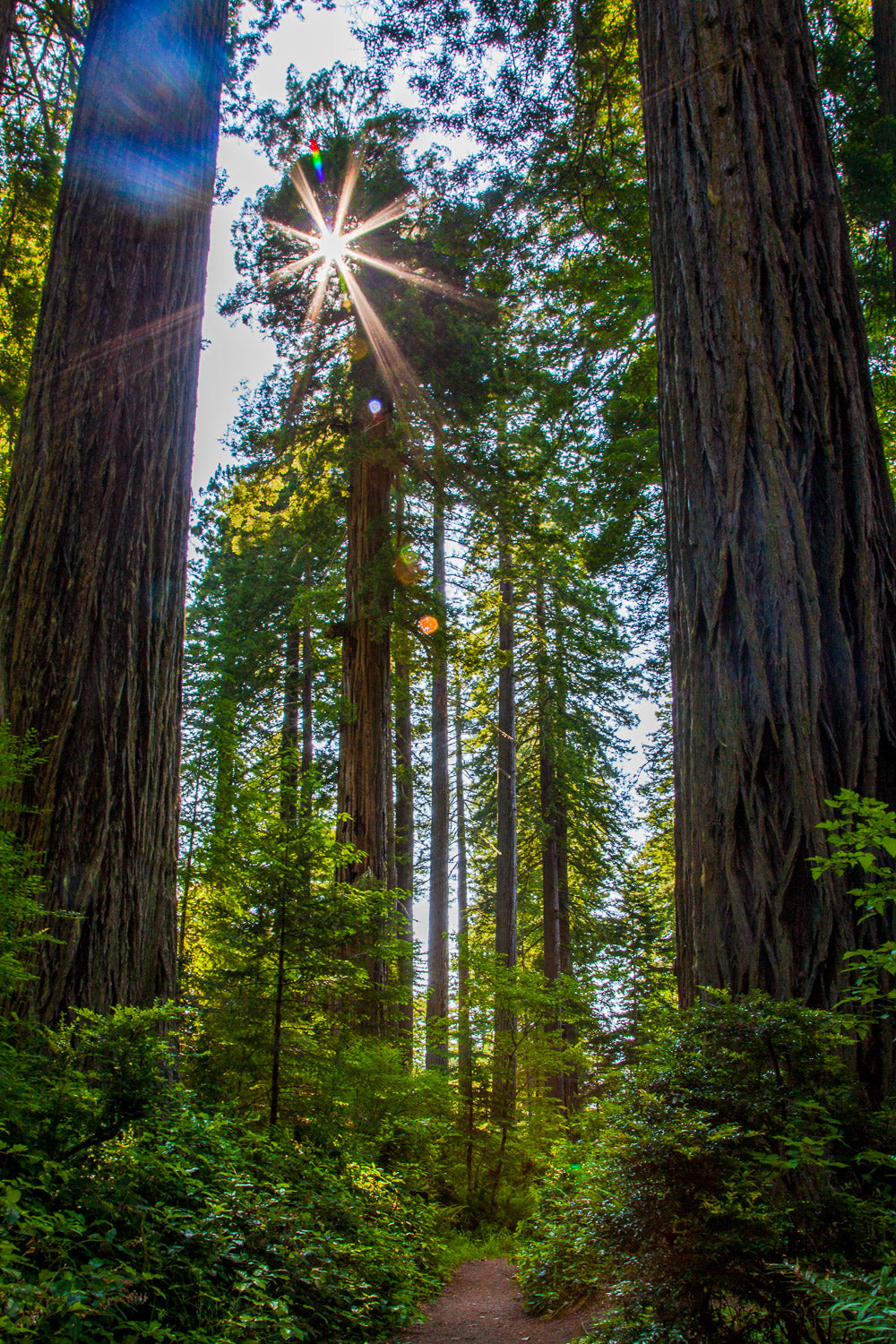 "Feeling Small" - Redwood National Park, California
