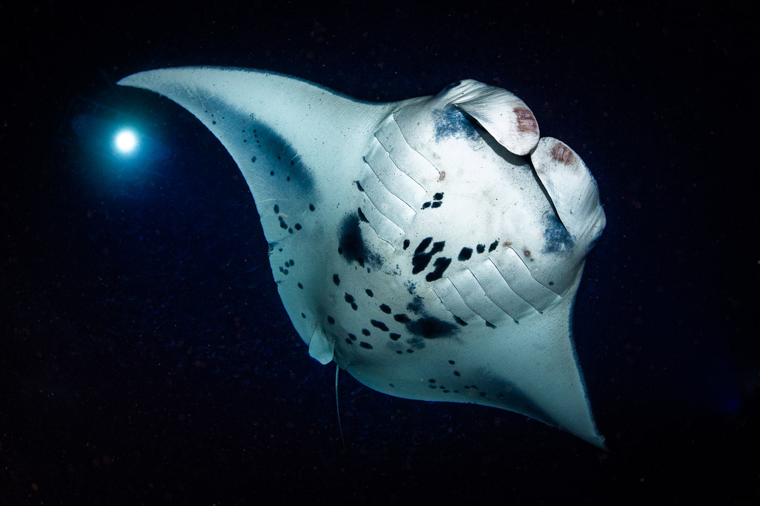 "Fat Flow" - Kona, Hawaii (Manta Ray)