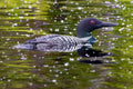 "Fluffy Looney Snow" - Lake Vermillion, Minnesota (Common Loon)