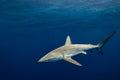 "Gal" - Haleiwa, Oahu (Galapagos Shark)