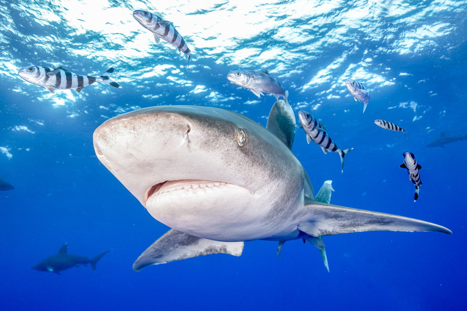 "Ghost Rider" - Cat Island, The Bahamas (Oceanic White Tip Shark)