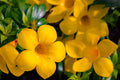 "Golden Trumpet" (Yellow Allamanda)
