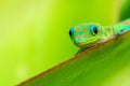 "Greeny" - Turtle Bay, Oahu