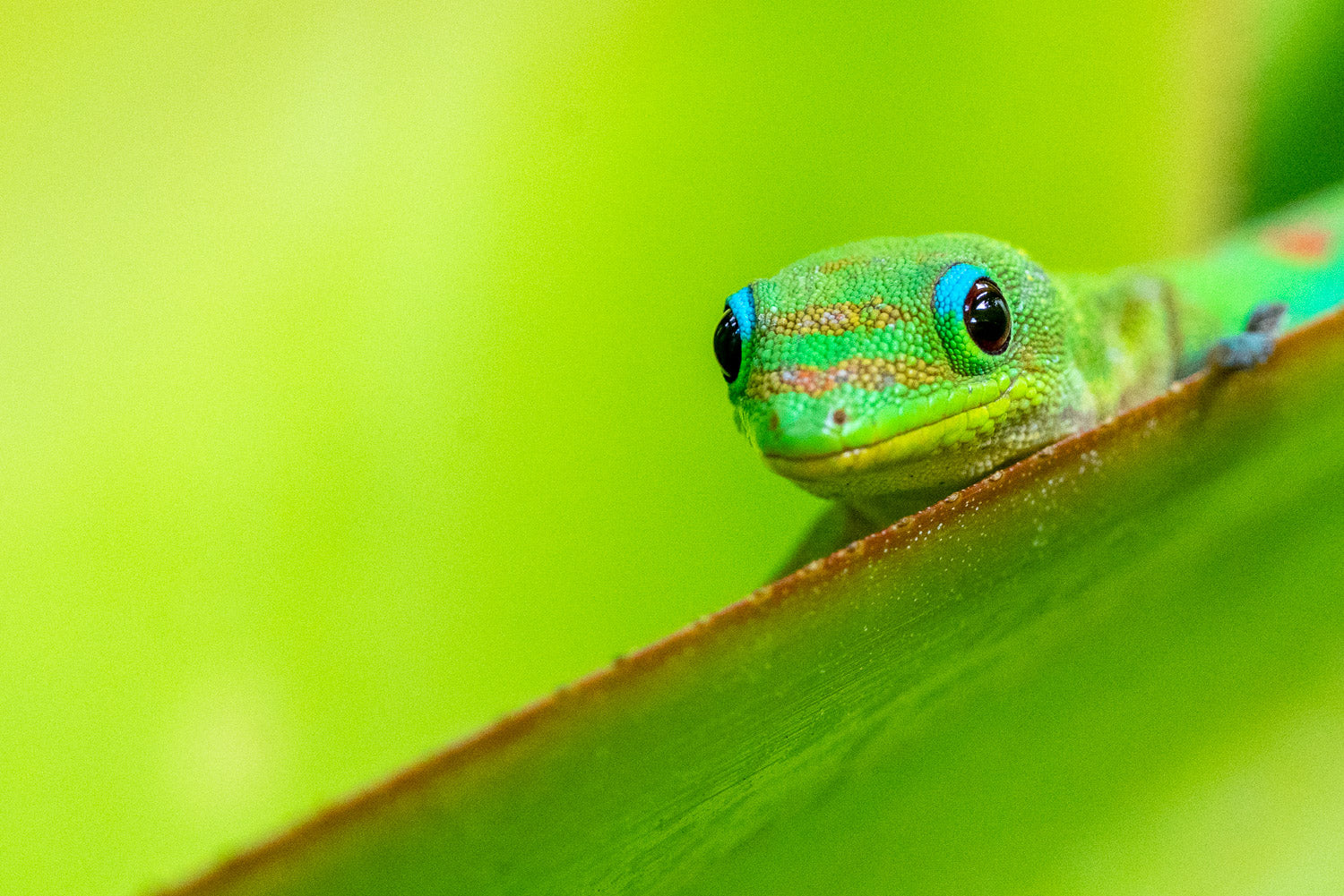 "Greeny" - Turtle Bay, Oahu