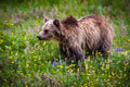 "Grizzly Bear III" - Glacier National Park, Montana (Grizzly Bear)