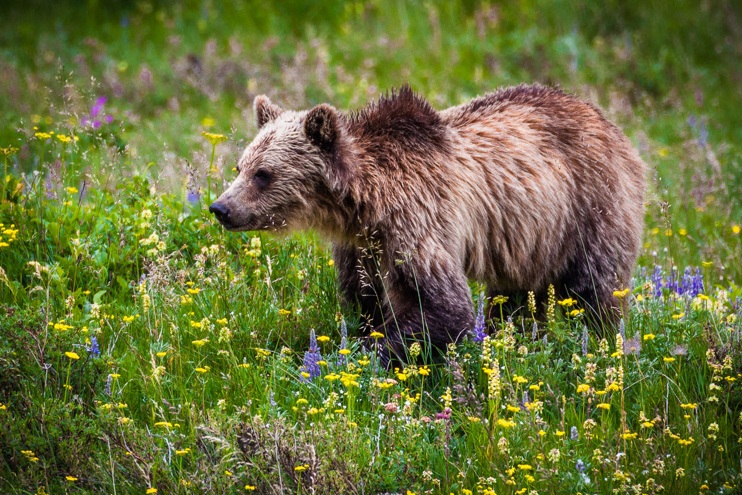 "Grizzly Bear III" - Glacier National Park, Montana (Grizzly Bear)