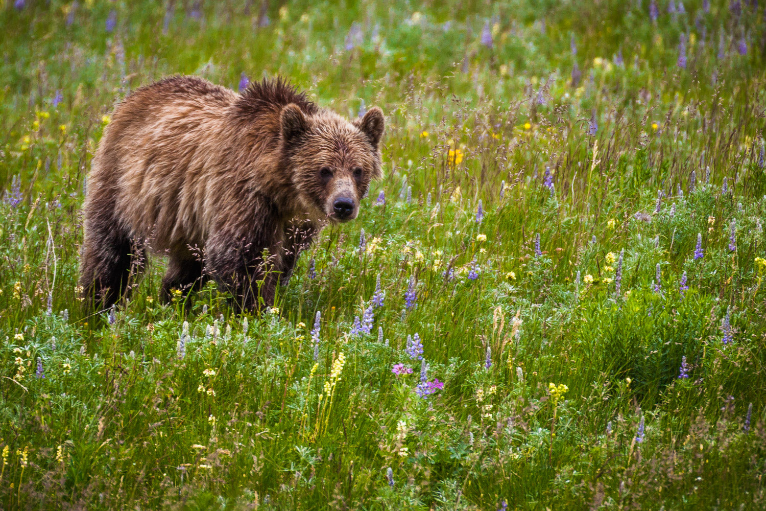 "Grizzly Bear II" - Glacier National Park, Montana (Grizzly Bear)