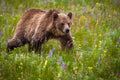 "Grizzly Bear" - Glacier National Park, Montana (Grizzly Bear)
