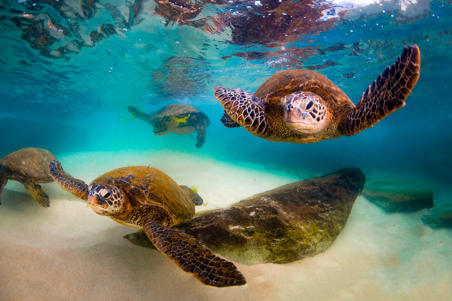 "Group Thing" - Haleiwa, Oahu