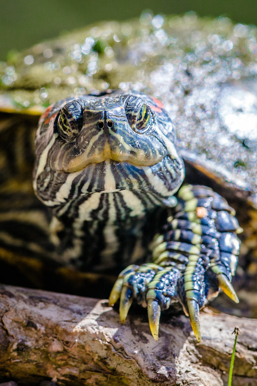 "Gus" - Kaneohe, Oahu