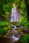 "Hamama" - Kaneohe, Oahu