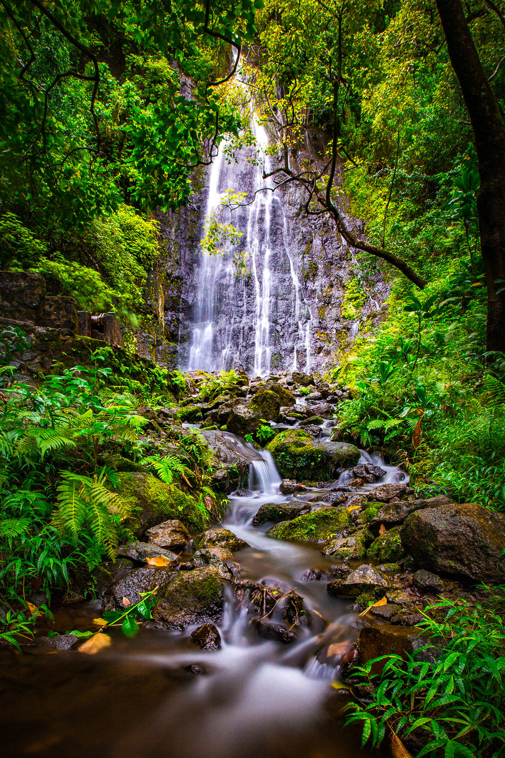 "Hamama" - Kaneohe, Oahu