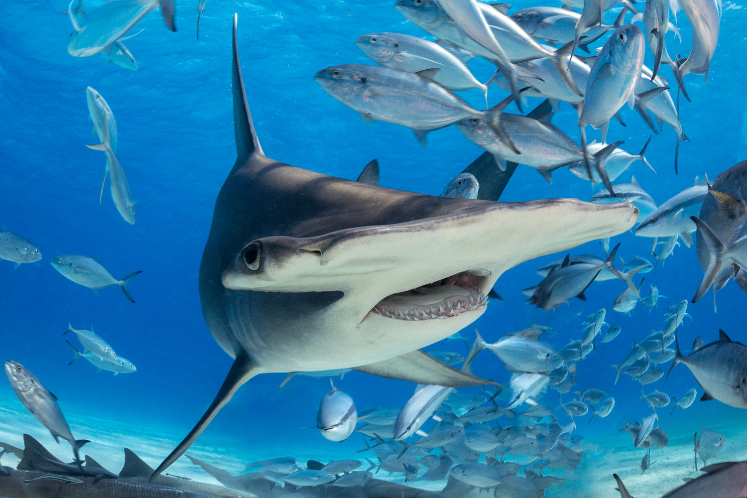 "Hammer-nado" - Bimini, The Bahamas (Hammerhead)
