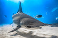 "Hammer Down" - Bimini, The Bahamas (Great Hammerhead)