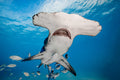 "Hammer Time" - Bimini, The Bahamas (Great Hammerhead)