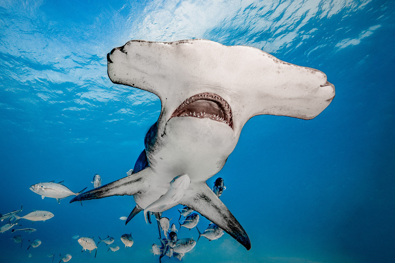 "Hammer Time" - Bimini, The Bahamas (Great Hammerhead)