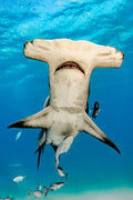 "Hammer Up" - Bimini, The Bahamas (Great Hammerhead)