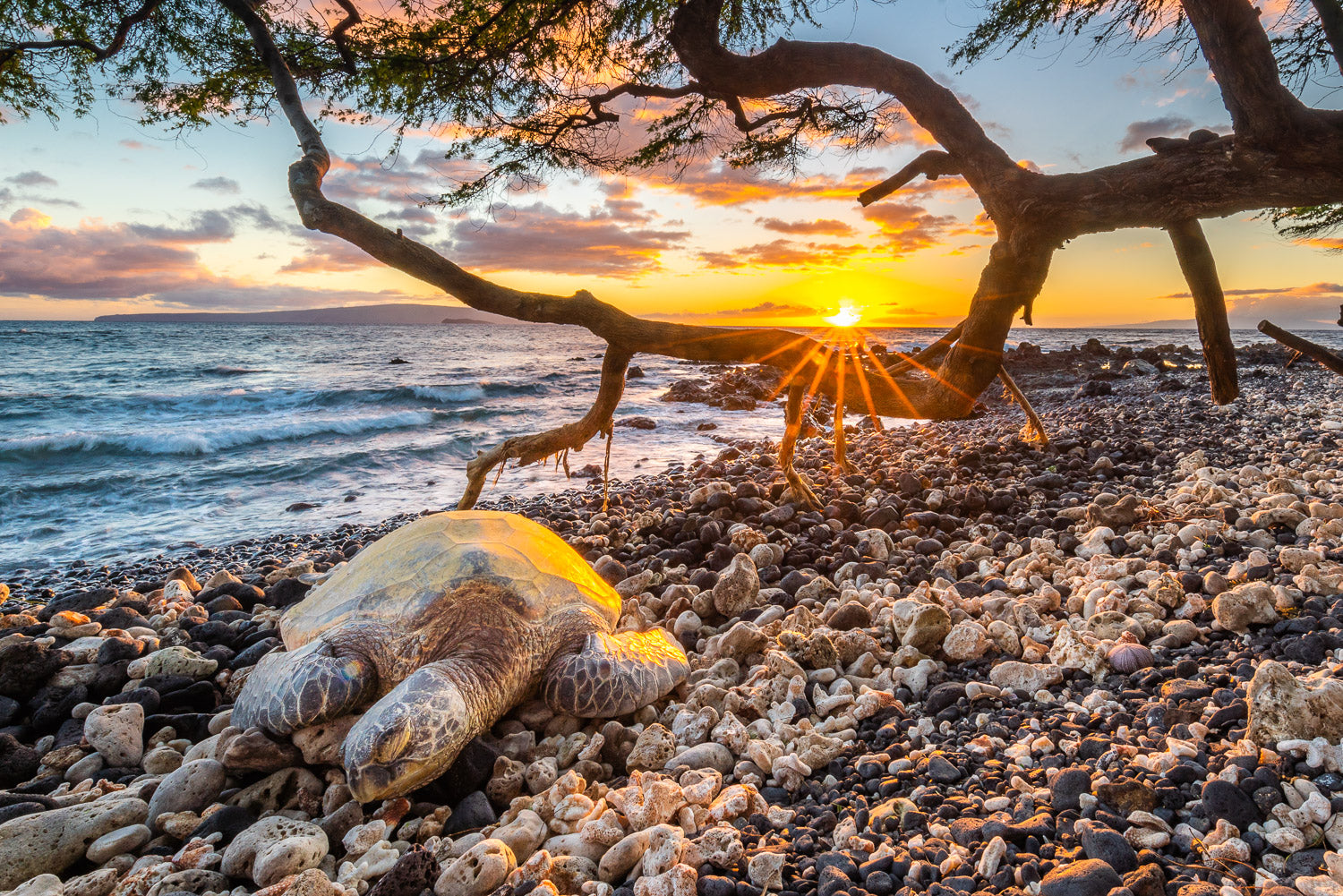 "Happy Place" - Wailea, Maui