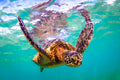 "Hawk" - North Shore, Oahu