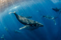"Heat Run" - Vavau, Tonga (Humpback Whale)