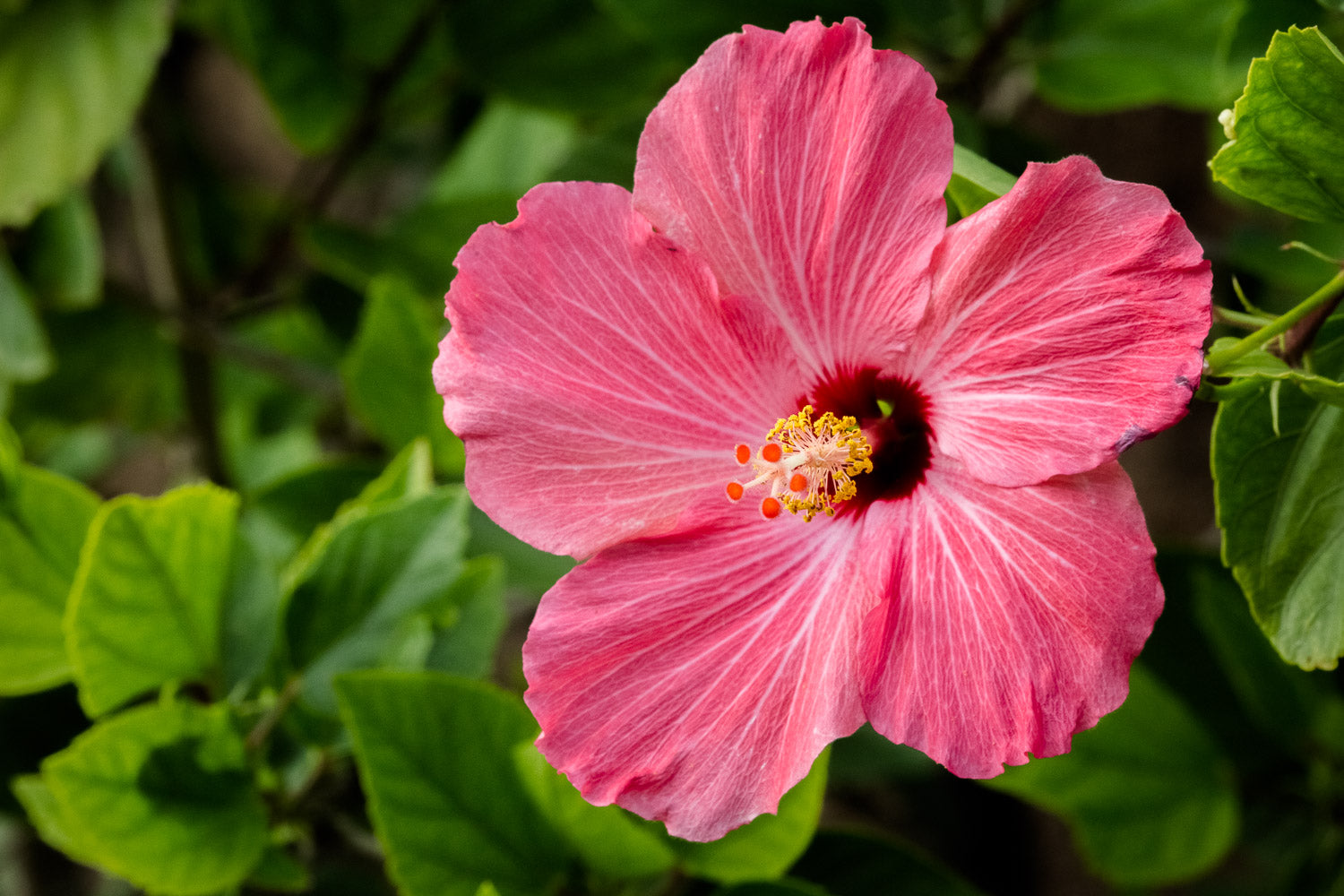 "Hibiscus Pink" (Hibiscus)