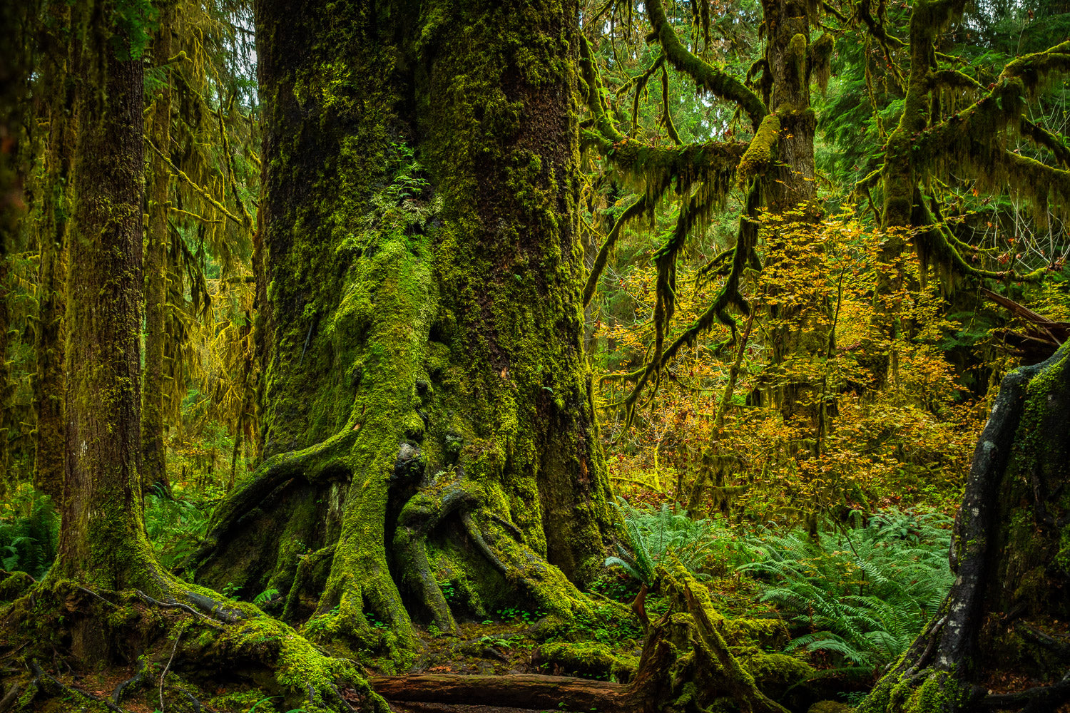 "Hoh Hoh Hoh" - Hoh Rain Forrest, Olympic National Park, Washington