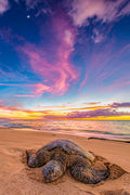 "Honu-ruption" - North Shore, Oahu