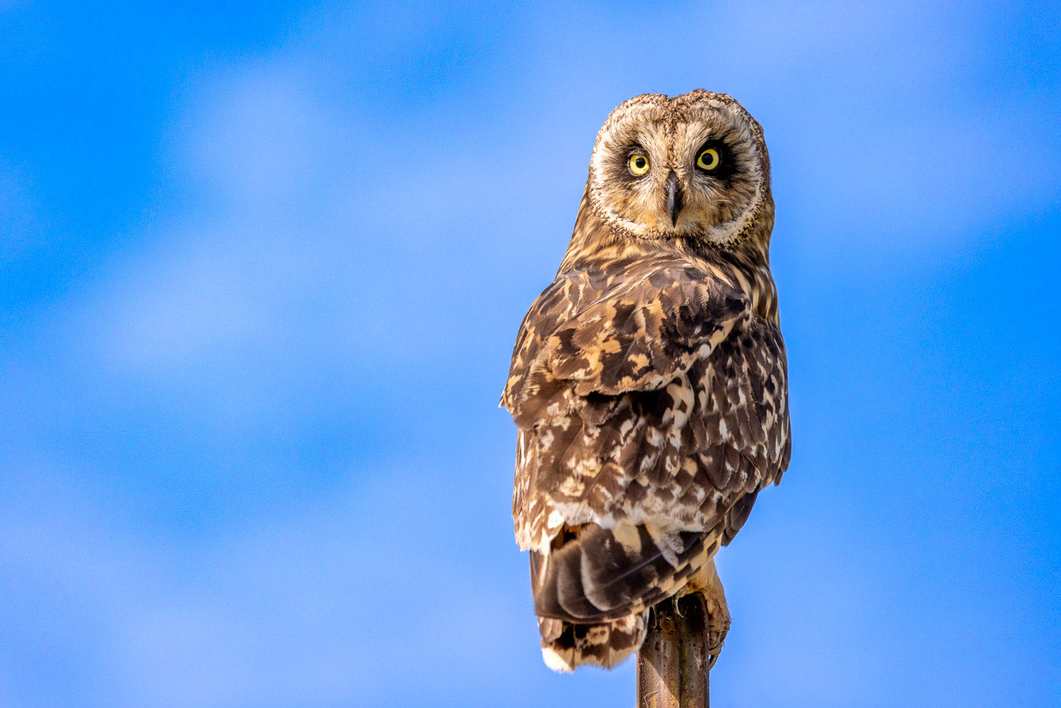 "Hoot" - Kamuela, Hawaii