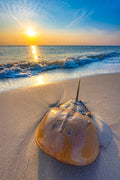 "Horseshoe Happiness" - West Cape May, New Jersey