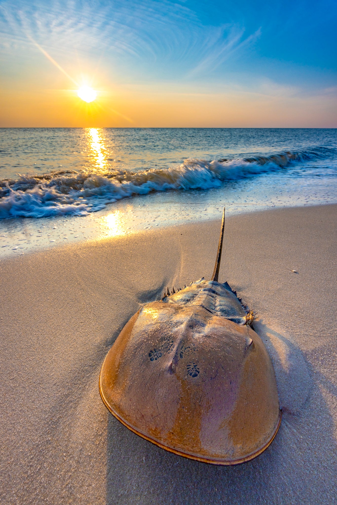 "Horseshoe Happiness" - West Cape May, New Jersey