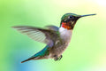 "Hum" - Lake Vermillion, Minnesota (Ruby-Throated Hummingbird)