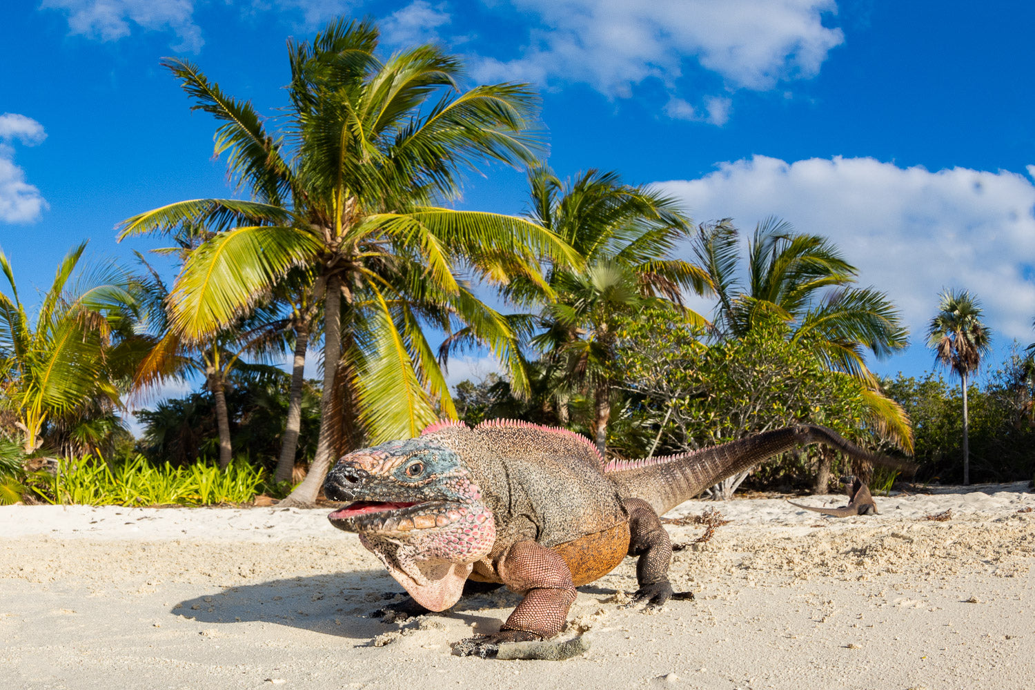 "Iguana Beach" - The Bahamas