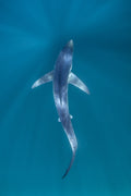 "Ink" - Cabo San Lucas, Mexico (Blue Shark)