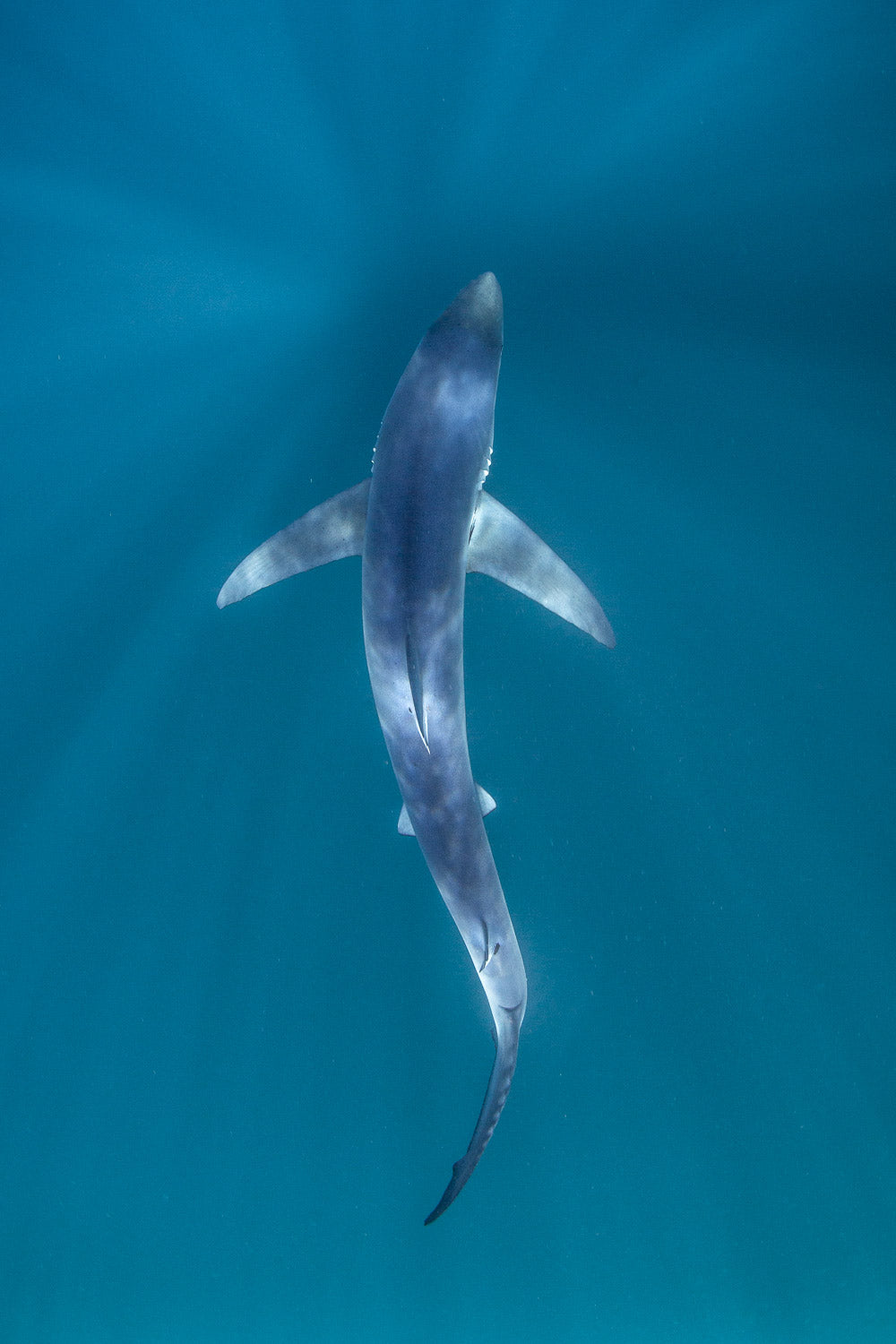 "Ink" - Cabo San Lucas, Mexico (Blue Shark)