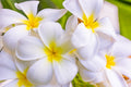 "Insomnia" (Plumeria)