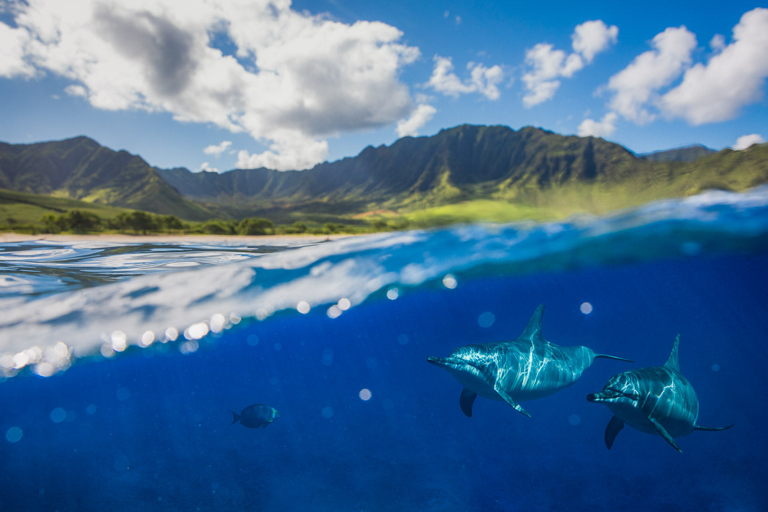 "Into the Blue" - WestSide, Oahu
