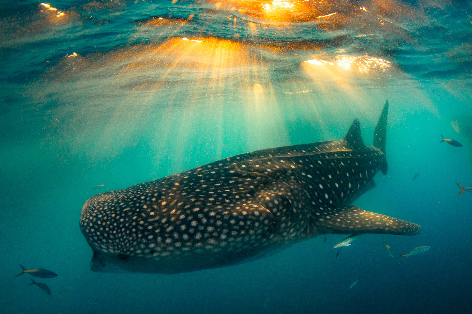 "Island Glow" - Isla Mujeres, Mexico (Whale Shark)