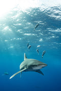"JailBird" - Cat Island, The Bahamas (Oceanic White Tip Shark)