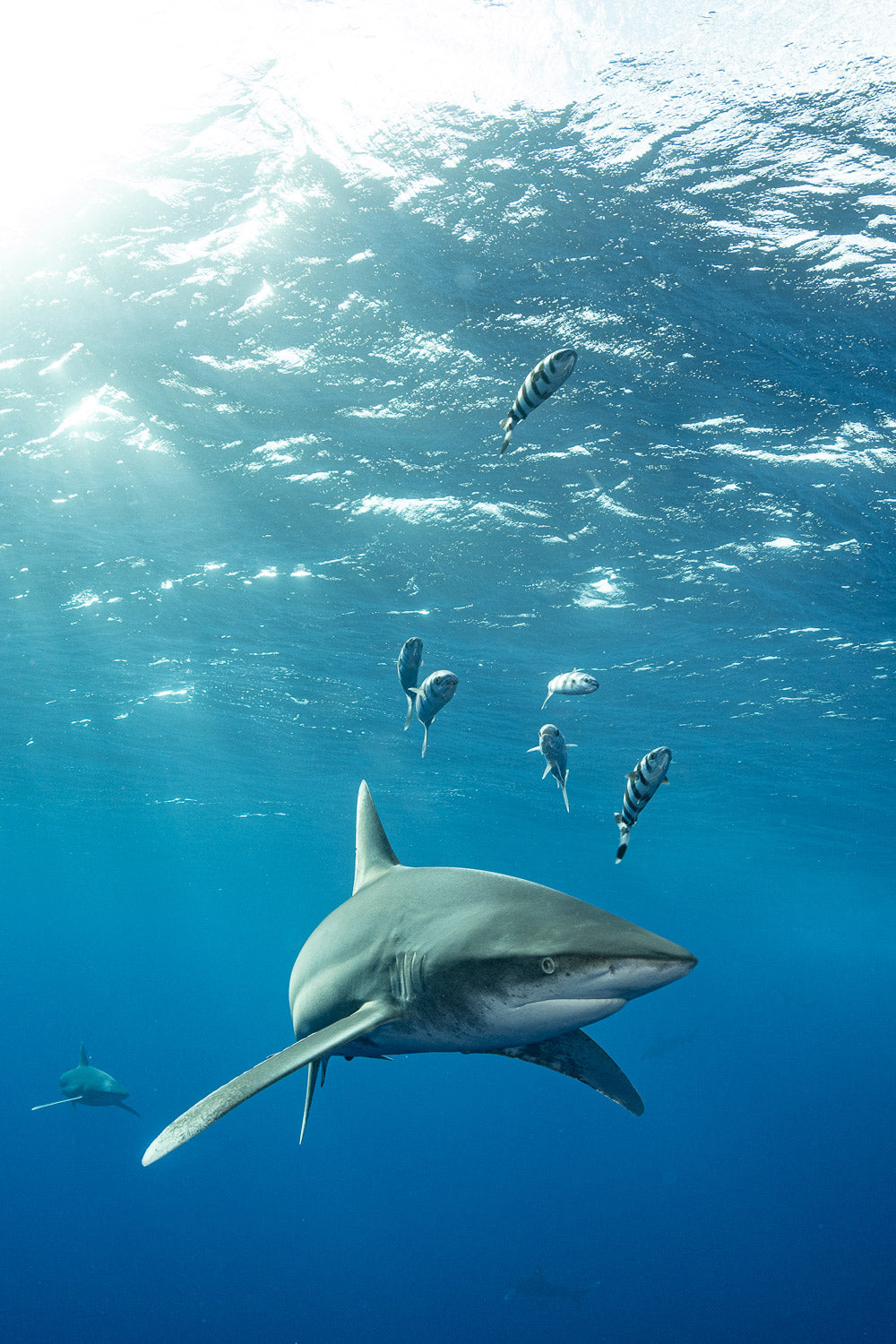 "JailBird" - Cat Island, The Bahamas (Oceanic White Tip Shark)