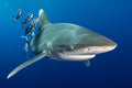 "Jailbird" - Cat Island, The Bahamas (Oceanic WhiteTip)